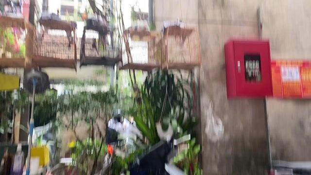 Chim chào mào màu Đen, trắng, đỏ. Mua bán Chim tại Quận Hai Bà Trưng Hà Nội được đăng bởi Đỗ Trung Hiếu  hình 1