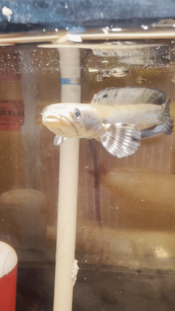 Cá cảnh hồ thủy sinh 13-14cm khỏe mạnh. Mua bán Thú cưng khác tại Thành phố Thuận An Bình Dương được đăng bởi m hình 1