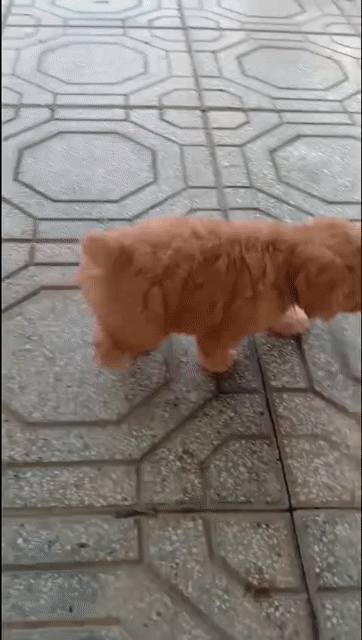 Chó Poodle Nâu Con Đã tiêm mũi 1. Mua bán Chó tại Huyện Gò Dầu Tây Ninh được đăng bởi trần thị thu hạnh  hình 1