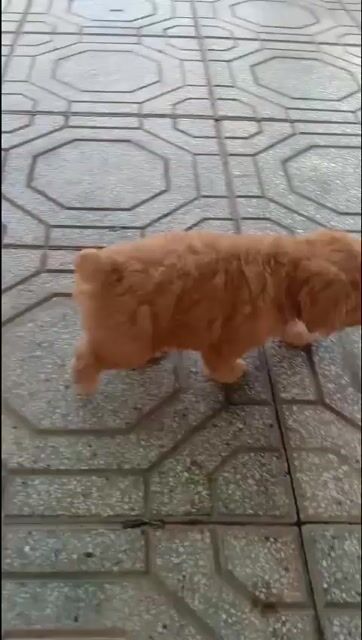 Chó Poodle Nâu Con Đã tiêm mũi 1. Mua bán Chó tại Huyện Gò Dầu Tây Ninh được đăng bởi trần thị thu hạnh  hình 1