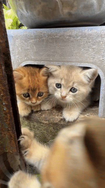 Mèo Anh lông ngắn Golden 2 tháng Đực Cái. Mua bán Mèo tại Thành phố Thủ Đức Tp Hồ Chí Minh được đăng bởi Phi Nguyễn hình 1