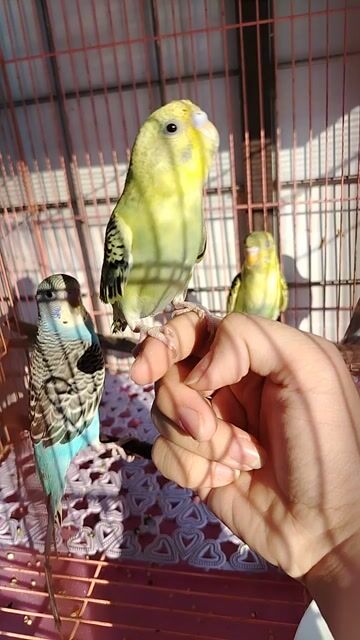 Yến phụng đủ màu size 1-2 tháng. Mua bán Chim tại Thành phố Biên Hòa Đồng Nai được đăng bởi thú cưng pet hình 1