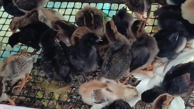 Gà con nhiều màu 20 ngày tuổi. Mua bán Gà tại Thành phố Thuận An Bình Dương được đăng bởi An Tuệ Hà  hình 1