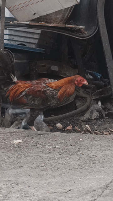Gà Asil Mỹ 1.1kg Trống. Mua bán Gà tại Quận Bình Thạnh Tp Hồ Chí Minh được đăng bởi The Anh hình 1