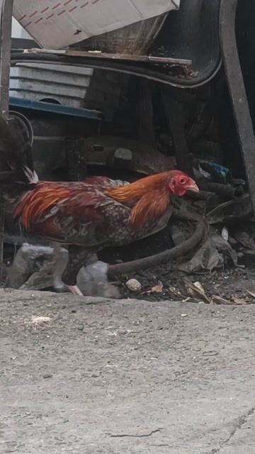 Gà Asil Mỹ 1.1kg Trống. Mua bán Gà tại Quận Bình Thạnh Tp Hồ Chí Minh được đăng bởi The Anh hình 1