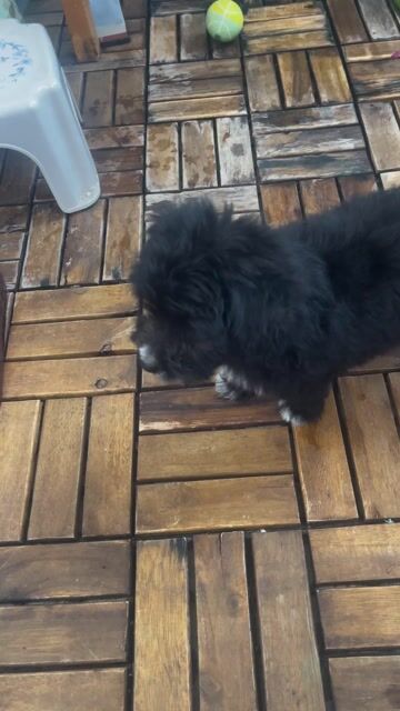 Chó Poodle lai Phốc đen cả hai. Mua bán Chó tại Quận Long Biên Hà Nội được đăng bởi Quốc Huy hình 1