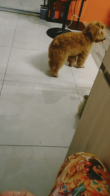 Chó Poodle Cái Nâu. Mua bán Chó tại Thành phố Thủ Đức Tp Hồ Chí Minh được đăng bởi Tỷ Muội hình 1