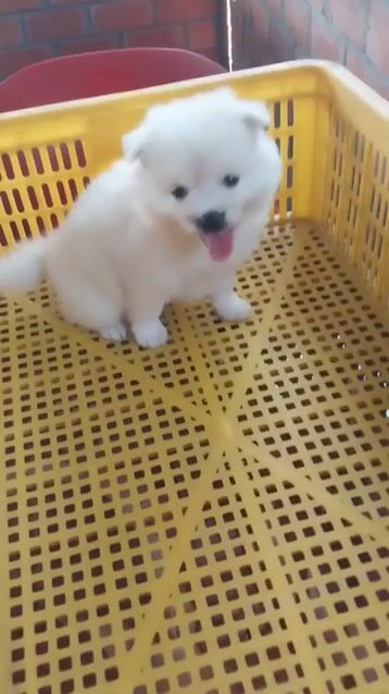 Chó Phốc Sóc trắng đã tiêm ngừa. Mua bán Chó tại Huyện Mang Thít Vĩnh Long được đăng bởi Nam hình 1