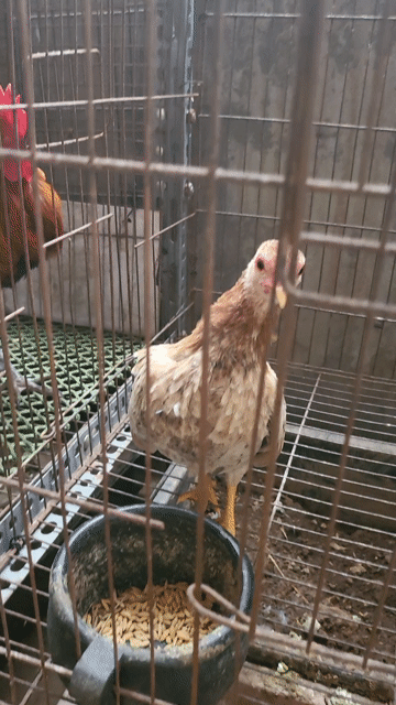 Gà tre bắc cộc tít Nâu trắng. Mua bán Gà tại Quận Nam Từ Liêm Hà Nội được đăng bởi Tuấn hình 1