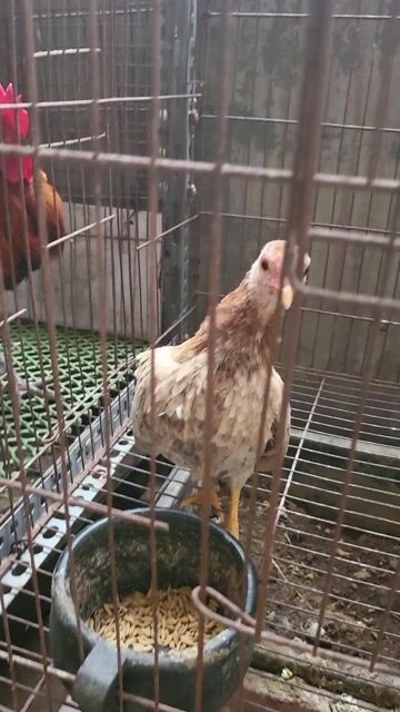 Gà tre bắc cộc tít Nâu trắng. Mua bán Gà tại Quận Nam Từ Liêm Hà Nội được đăng bởi Tuấn hình 1