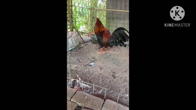 Điều 3kg2 trạng  3k3 song phủ đao chỉ cản mái. Mua bán Gà tại Huyện Thoại Sơn An Giang được đăng bởi Tài Long xuyên hình 1