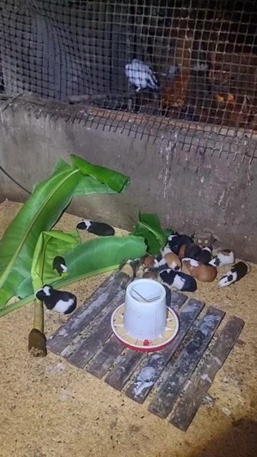 Chuột lang tơ đang sinh sản. Mua bán Thú cưng khác tại Huyện Vĩnh Cửu Đồng Nai được đăng bởi Trần Phước hình 1