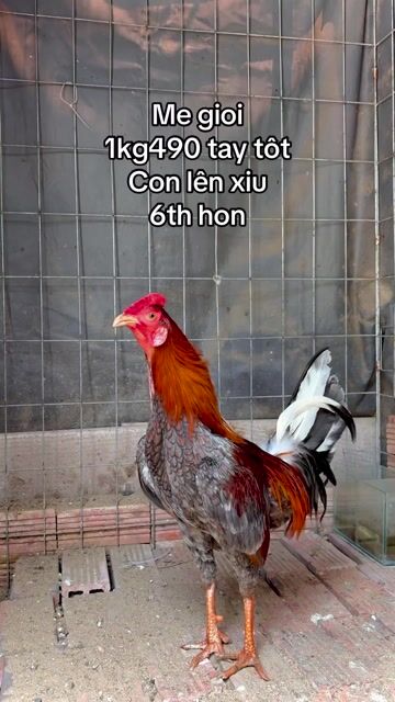 Gà Xám 1.49kg 6 tháng rưỡi. Mua bán Gà tại Quận 12 Tp Hồ Chí Minh được đăng bởi Hoàng mã lại hình 1