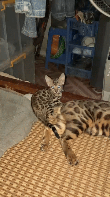 Mèo Bengal brown đực thuần chủng hơn 2 tháng tuổi. Mua bán Mèo tại Quận Nam Từ Liêm Hà Nội được đăng bởi Dicky Tran hình 1