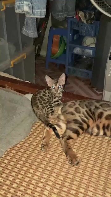 Mèo Bengal brown đực thuần chủng hơn 2 tháng tuổi. Mua bán Mèo tại Quận Nam Từ Liêm Hà Nội được đăng bởi Dicky Tran hình 1