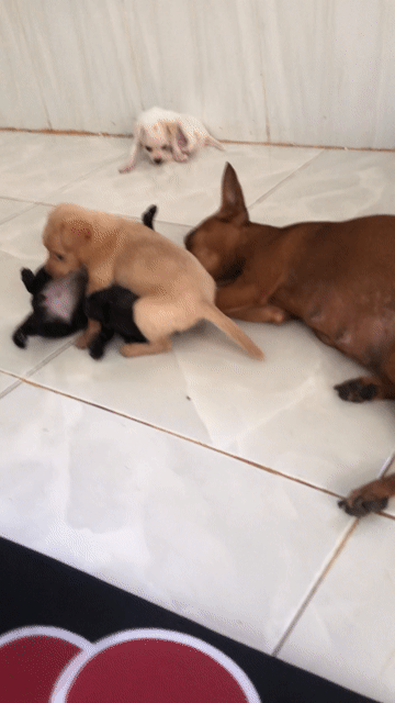 Chó Poodle lai Phốc Hươu. Mua bán Chó tại Huyện Châu Đức Bà Rịa - Vũng Tàu được đăng bởi Lê Thị Thúy hình 1