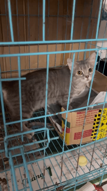 Mèo Munchkin Cái 1 tuổi blue tabby. Mua bán Mèo tại Huyện Hóc Môn Tp Hồ Chí Minh được đăng bởi hariboo hình 1