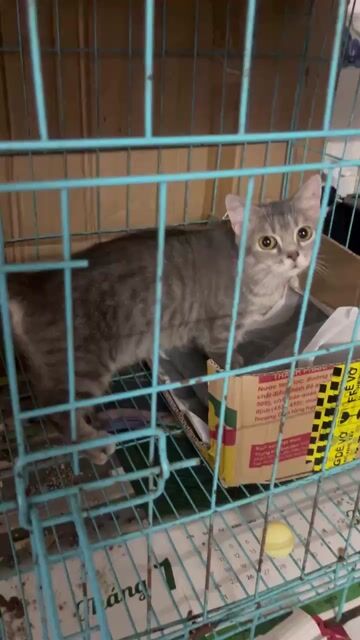 Mèo Munchkin Cái 1 tuổi blue tabby. Mua bán Mèo tại Huyện Hóc Môn Tp Hồ Chí Minh được đăng bởi hariboo hình 1