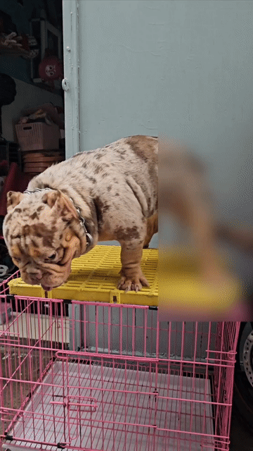 Mở phối Bully Exotic Meler Choco Tri 🇹🇭. Mua bán Chó tại Quận 3 Tp Hồ Chí Minh được đăng bởi Bully Biker hình 1