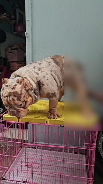 Mở phối Bully Exotic Meler Choco Tri 🇹🇭. Mua bán Chó tại Quận 3 Tp Hồ Chí Minh được đăng bởi Bully Biker hình 1