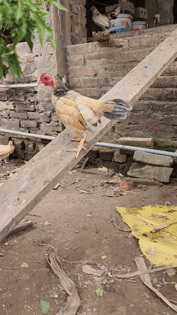 Gà tre Bắc cộc mã mái. Mua bán Gà tại Huyện Phú Xuyên Hà Nội được đăng bởi thích đủ thứ hình 1