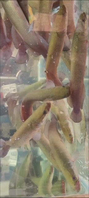 Hải tượng long size 13-15cm  giá rẻ. Mua bán Thú cưng khác tại Quận 12 Tp Hồ Chí Minh được đăng bởi hải tượng long giá rẻ hình 1