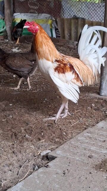 mĩ rặc 1 máu trạng lớn kg. Mua bán Gà tại Thành phố Vị Thanh Hậu Giang được đăng bởi Hải hồ hình 1