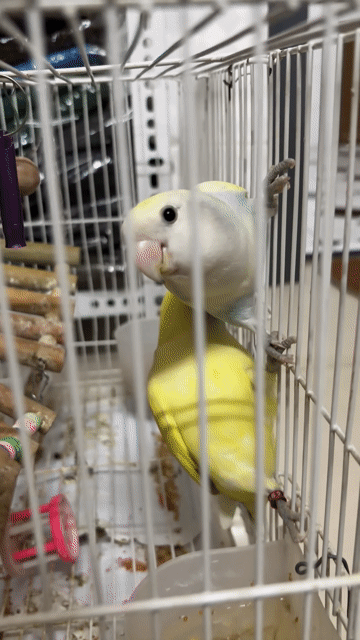 Vẹt Lovebird non Vàng trắng. Mua bán Chim tại Thành phố Biên Hòa Đồng Nai được đăng bởi Minh Phước hình 1