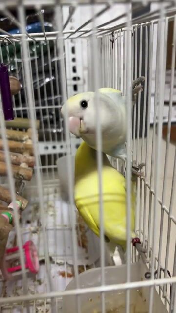 Vẹt Lovebird non Vàng trắng. Mua bán Chim tại Thành phố Biên Hòa Đồng Nai được đăng bởi Minh Phước hình 1