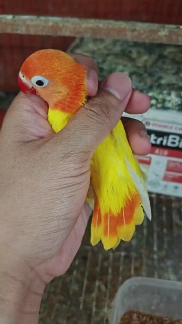 Chim Lovebird Lutino Opaline. Mua bán Chim tại Thành phố Thủ Đức Tp Hồ Chí Minh được đăng bởi Goal Pr hình 1