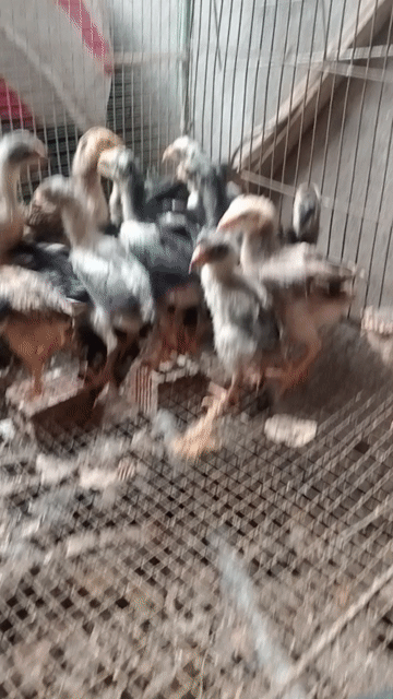 Gà đòn 40 ngày tuổi. Mua bán Gà tại Thành phố Dĩ An Bình Dương được đăng bởi lê minh thuận hình 1