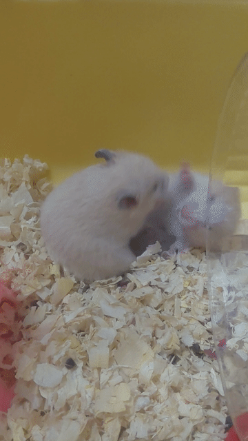 Chuột Hamster trắng 1 tháng tuổi. Mua bán Thú cưng khác tại Huyện Hóc Môn Tp Hồ Chí Minh được đăng bởi hàng hiệu  hình 1