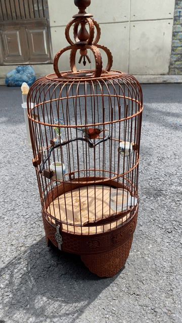 Chim hút mật xác pháo. Mua bán Chim tại Quận Tân Bình Tp Hồ Chí Minh được đăng bởi Phung Thanh Tung hình 1