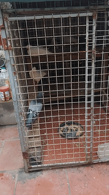 chuồng  và chim bồ câu đag đẻ và ấp. Mua bán Chim tại Quận Đống Đa Hà Nội được đăng bởi Hải Anh hình 1