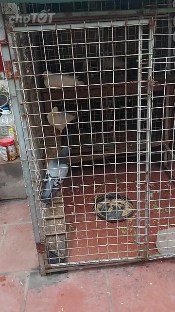 chuồng  và chim bồ câu đag đẻ và ấp. Mua bán Chim tại Quận Đống Đa Hà Nội được đăng bởi Hải Anh hình 1