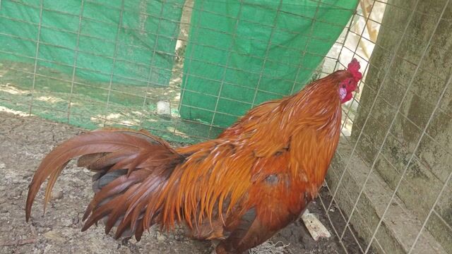 Gà Peru Mỹ trống 3.2kg. Mua bán Gà tại Thành phố Mỹ Tho Tiền Giang được đăng bởi Trong Huu hình 1