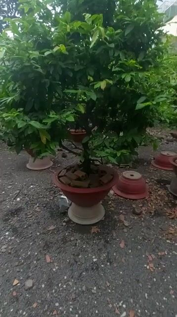 THANH LÝ GẤP 2 CÂY MAI, THOẢI MÁI THƯƠNG LƯỢNG. Mua bán Cây cảnh, đồ trang trí tại Thành phố Thủ Đức Tp Hồ Chí Minh được đăng bởi Nguyễn Ngọc Nhật Huy hình 1