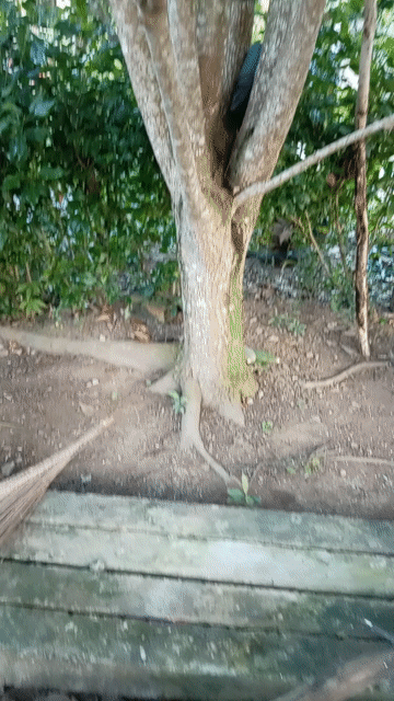 Cây Lộc Vừng Tiền Giang 102cm. Mua bán Cây cảnh, đồ trang trí tại Huyện Tân Phước Tiền Giang được đăng bởi Phạm ty hình 1