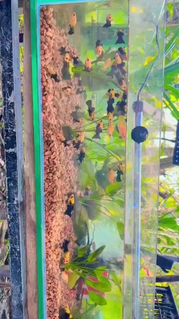 Hồ cá Kính trong suốt. Mua bán Thú cưng khác tại Huyện Củ Chi Tp Hồ Chí Minh được đăng bởi Ngọc Hà hình 1