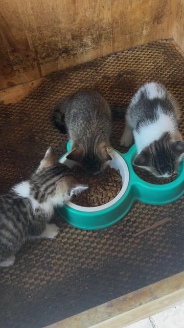 Mèo nhà đẻ. Mua bán Mèo tại Thị xã Bến Cát Bình Dương được đăng bởi Hieu Trân hình 1