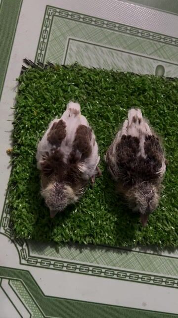 Chim cu gáy Thái non xám bông đen. Mua bán Chim tại Huyện Lai Vung Đồng Tháp được đăng bởi Nguyễn Văn Vàng hình 1