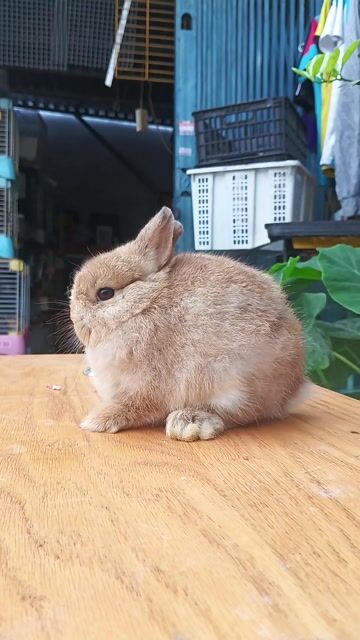 Thỏ Hà Lan lùn đực 2 tháng tuổi. Mua bán Thú cưng khác tại Quận Bình Tân Tp Hồ Chí Minh được đăng bởi Le Dat hình 1