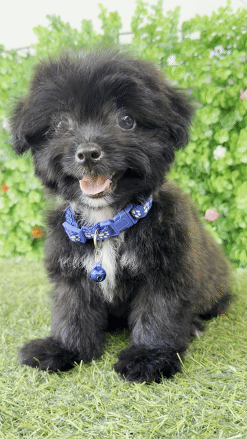 POODLE LAI NHẬT SIÊU LANH LỢI ĐÁNG YÊU. Mua bán Chó tại Huyện Hóc Môn Tp Hồ Chí Minh được đăng bởi Cún xinh nhà TaDa hình 1