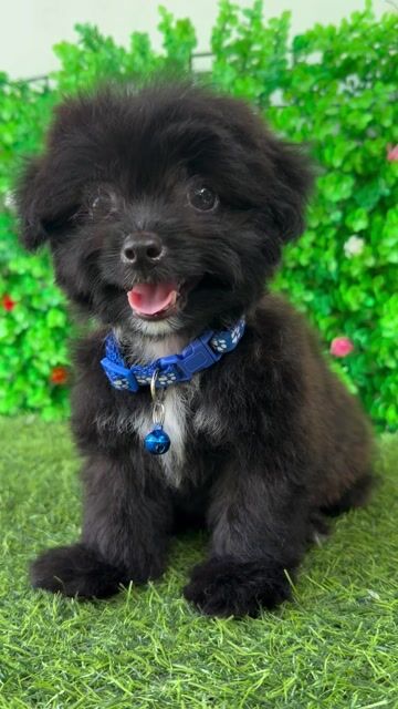 POODLE LAI NHẬT SIÊU LANH LỢI ĐÁNG YÊU. Mua bán Chó tại Huyện Hóc Môn Tp Hồ Chí Minh được đăng bởi Cún xinh nhà TaDa hình 1