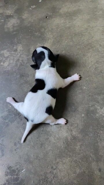 chó chihuahua trang đen duoi 3 tháng tuổi. Mua bán Chó tại Thành phố Phan Thiết Bình Thuận được đăng bởi Hoàng Vũ hình 1