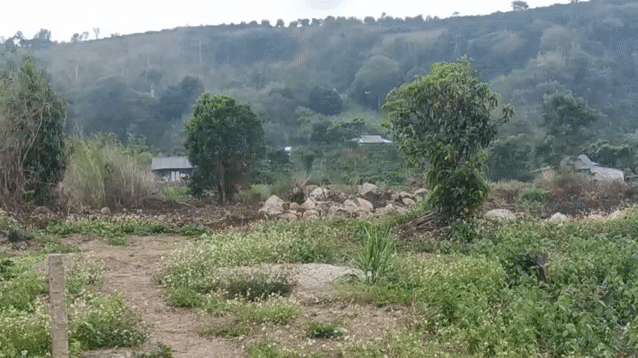 Mua bán Đất Huyện Lâm Hà Lâm Đồng diện tích 1000 m² giá 450 triệu