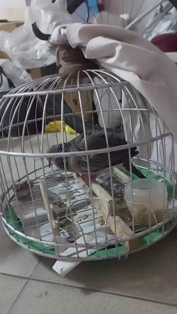 Chim Cu Malai hơn 3 mùa Thúc gù. Mua bán Chim tại Quận Hà Đông Hà Nội được đăng bởi Tuan hình 1