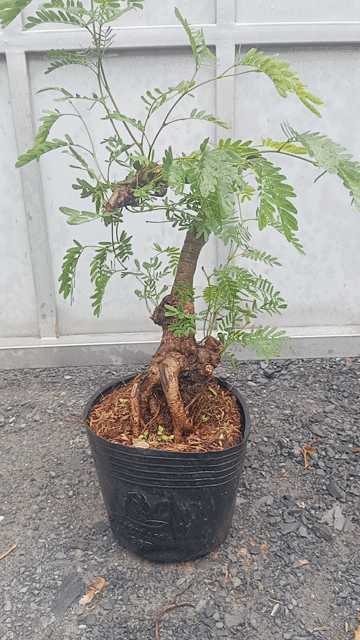 Kiều Hùng gốc to. Mua bán Cây cảnh, đồ trang trí tại Huyện Củ Chi Tp Hồ Chí Minh được đăng bởi LT hình 1