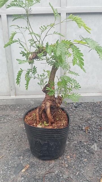 Kiều Hùng gốc to. Mua bán Cây cảnh, đồ trang trí tại Huyện Củ Chi Tp Hồ Chí Minh được đăng bởi LT hình 1