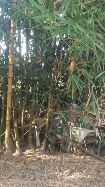 Cây cảnh Tre tự nhiên Vàng trang trí. Mua bán Cây cảnh, đồ trang trí tại Quận Cẩm Lệ Đà Nẵng được đăng bởi linh hình 1